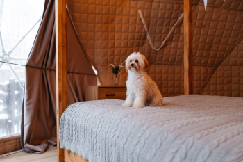 Всесезонный глэмпинг — фото 8