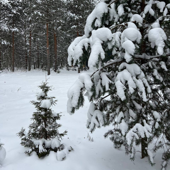 Lato-80 Sauna — фото 26