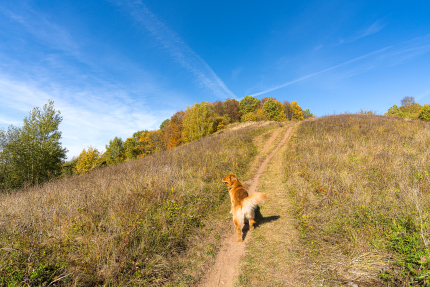 Ярославская область