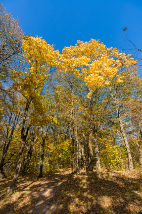 Ярославская область