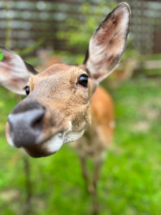 Московская область