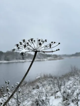 Медведица Шанти — фото